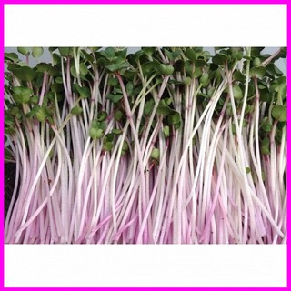 Hạt giống rau mầm củ cải đỏ - 1kg - mina shop
