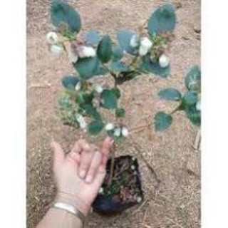 Cây việt quất tứ quý