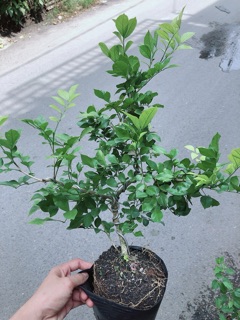 Cây Nguyệt Quế Bonsai