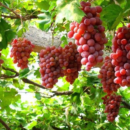 Hạt giống nho pháp (tặng kèm phân)