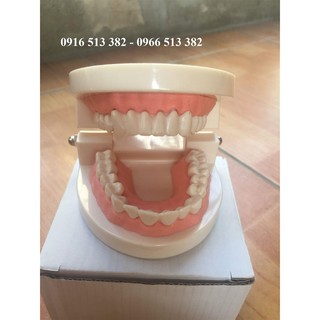 Mô Hình Hàm Răng Người