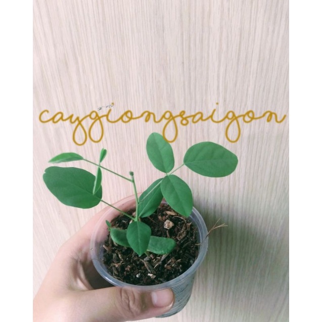 1 Cây Đậu Biếc Hoa Kép