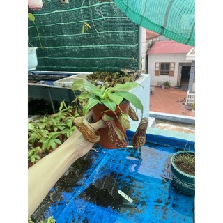 cây nắp ấm gaya