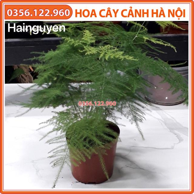 Cây thuỷ tùng - cây cảnh