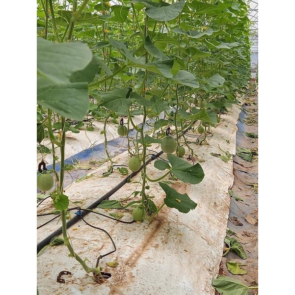 200m dây 3/5mm, dây 4mm dùng cho hệ thống tưới nhỏ giọt, dây loại 1 mềm, bóng, dây ldpe bóng, có dập số