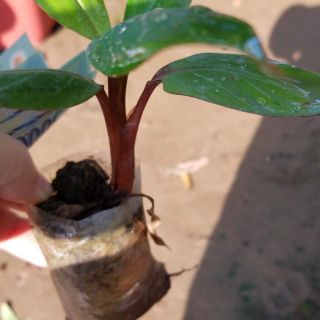 💙Cây giống chuối đỏ dacca ăn ngon đẹp mắt