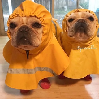 ÁO MƯA DÀNH CHO CHÓ LỚN (pug, corgi, bull, golden, alas, husky)