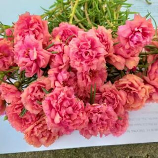 Vẻ đẹp hoa mười giờ
