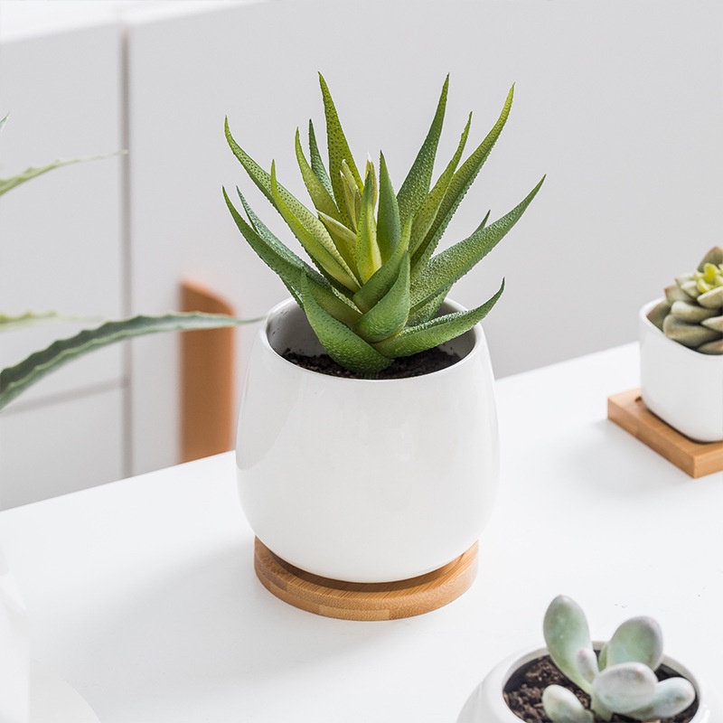 Chậu Cây Lô Hội Giả Dùng Trang Trí Nhà Cửa DIY