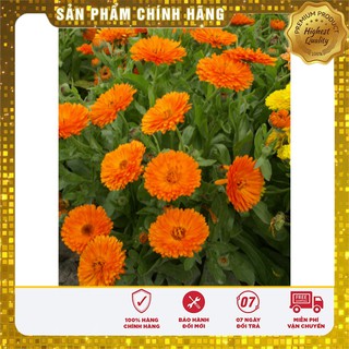 Hạt Giống Hoa Cúc Su Si mix ( 50 hạt )