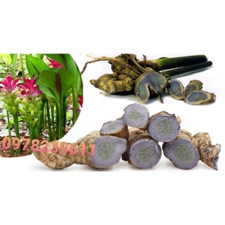 củ nghệ đen tươi 1kg