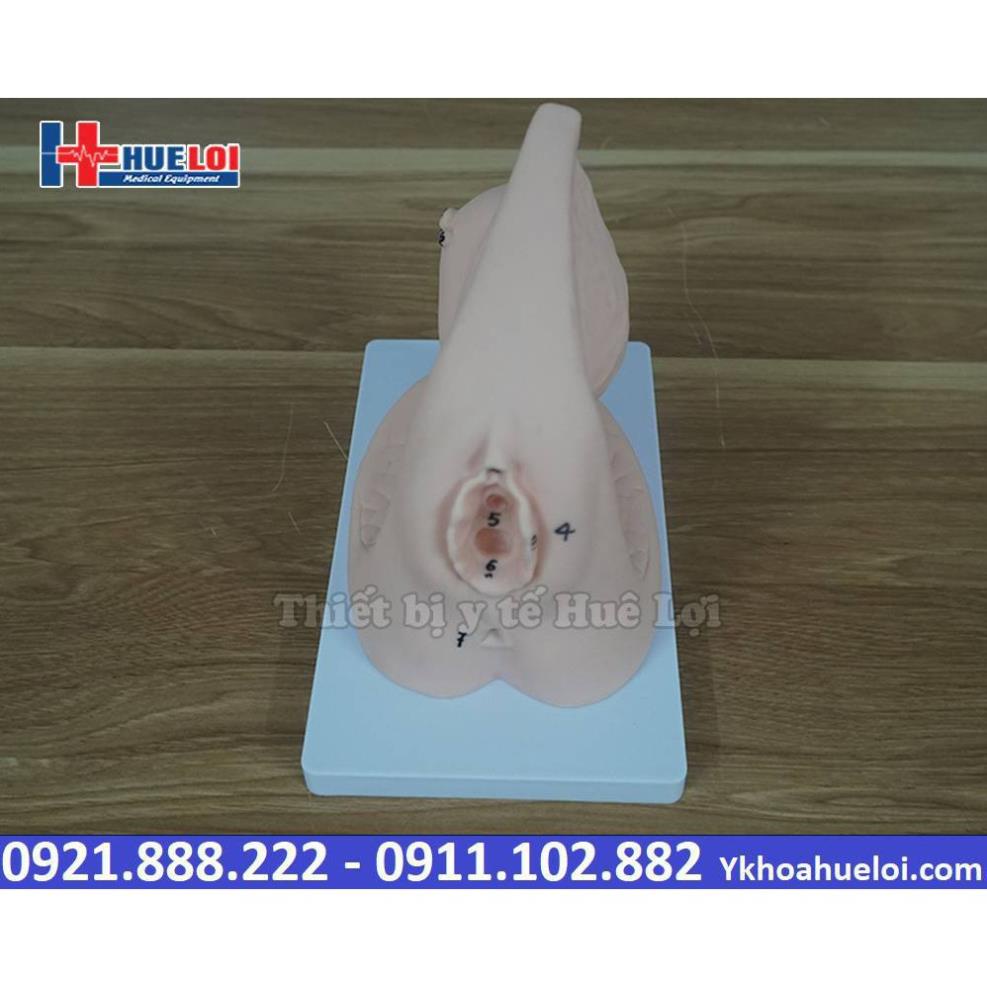 MÔ HÌNH CẤU TẠO SINH DỤC VÀ ĐẶT SONDE TIỂU NỮ