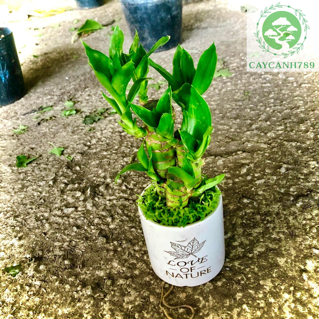 Cây phát lộc chậu gốm sứ ( Ảnh thật)