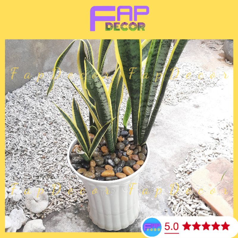 Đá Sỏi 7 Màu Trang Trí Chậu Cây, Làm Vườn, Trang Trí Bể Cá, Thủy Sinh Size 2 3 4cm - FapFood