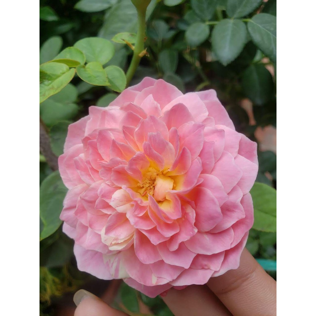 Hoa Hồng Ngoại Claude Monet