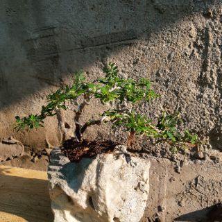 Linh sam bonsai HÒN NON BỘ