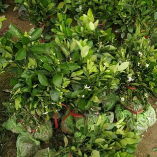 CÂY QUẤT (TẮC)