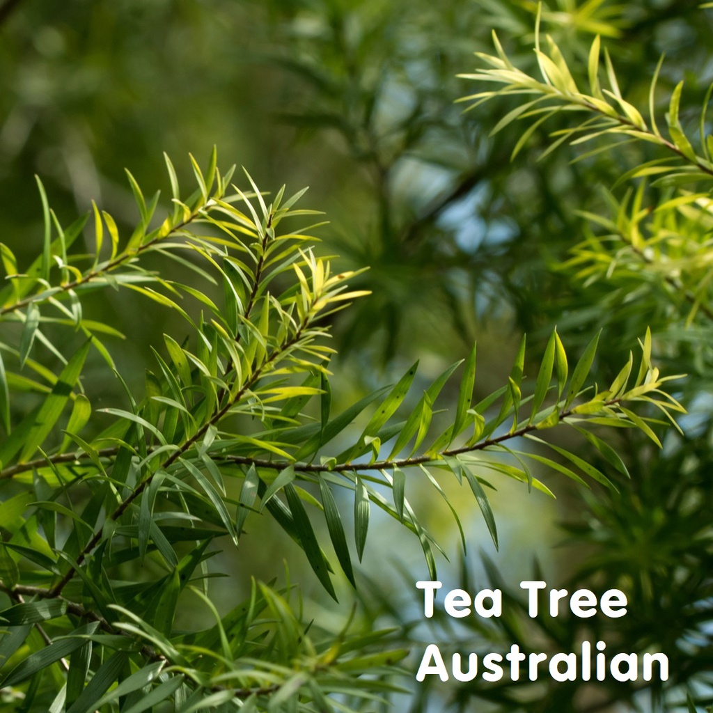 Tinh dầu tràm trà Tea Tree Essentital Oil  cho da mụn