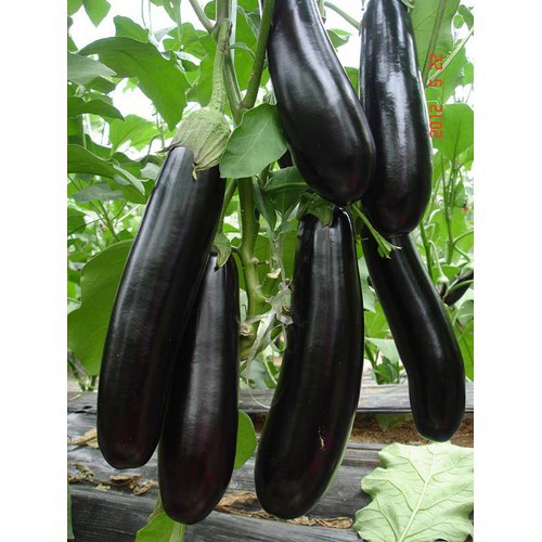 30 Hạt Giống Cà Tím Dài