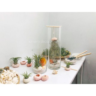 Vỏ nhum hồng- Cầu gai biển trang trí / Vỏ ốc - Sea Urchin Shell - Xaviero