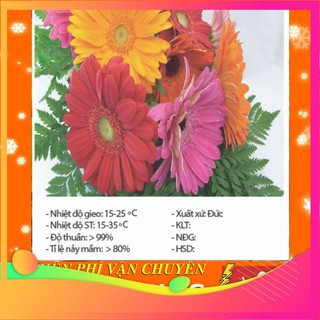 [TOP] Hạt Giống Hoa Đồng Tiền Mix - 10 Hạt [ Tặng Kèm 1 Viên Nén Xơ Dừa ] VIETGAR
