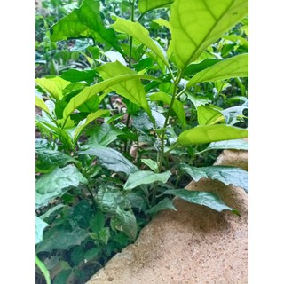 Cây xạ đen giống (combo 10)