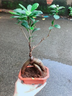 Chậu Cây Si Bonsai