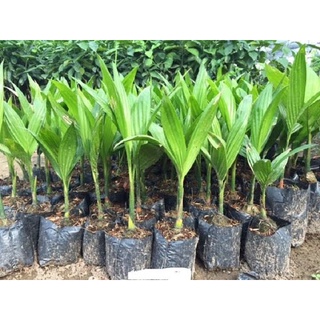 Cây giống cau lùn