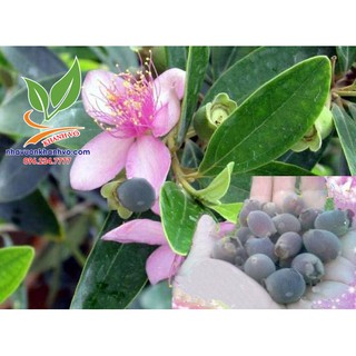 cây sim rừng sắp ra bông ra trái