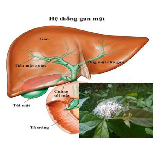 {TÂM AN} Trà túi lọc QUẢ XẠ ĐEN - Hộp 20 túi lọc x 3gr- chuẩn gốc Hòa Bình - không chất bảo quản-Thơm ngon dễ uống | BigBuy360 - bigbuy360.vn