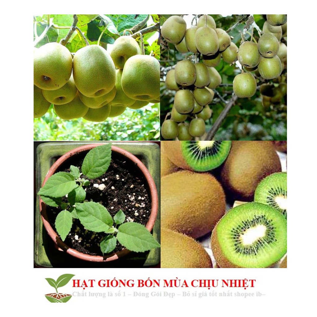 Hạt giống Kiwi lùn - Kiwi bonsai F1 ĐẾN MÙA TRỒNG TẾT