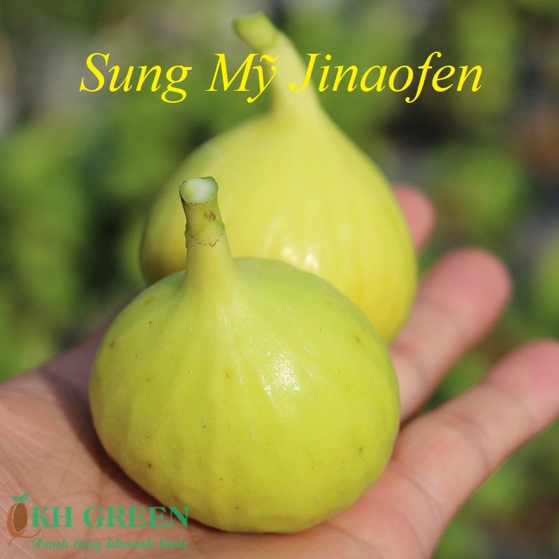 Cây giống Sung Mỹ Jinaofen - cây giống chiết cành ra quả sau 2 tháng