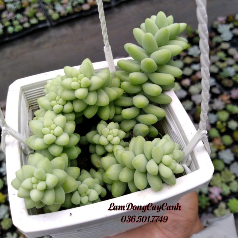 Sen đá Chuỗi Ngọc Bi - chậu treo