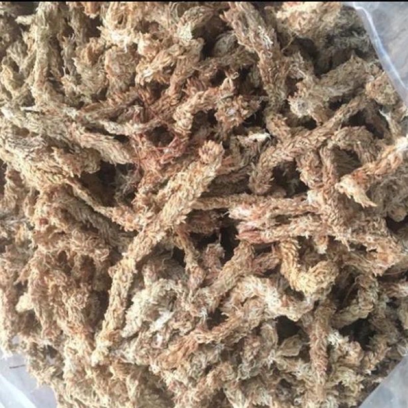 Rêu sâu Chile 100gr