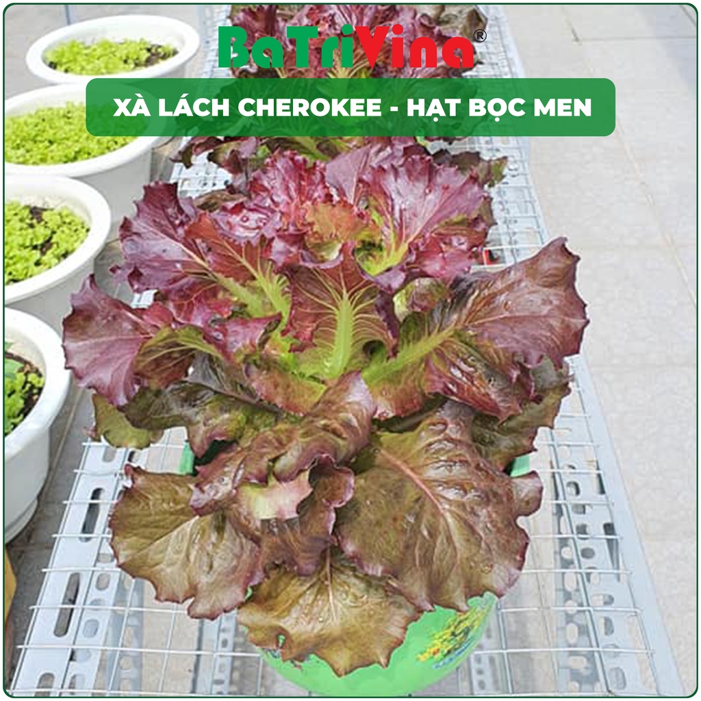 Combo hạt giống xà lách bọc men Cherokee- USA Johnny Seeds