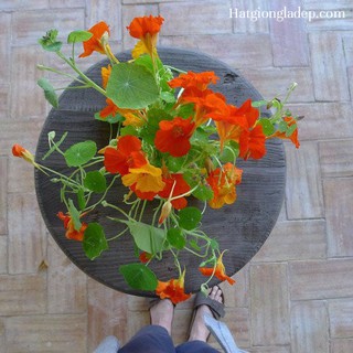 Hạt Giống Hoa Sen Cạn