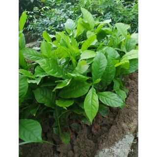 Cây giổi xanh trồng thu hoạch hạt