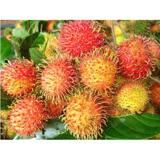 Cây giống chôm chôm nhãn siêu trái