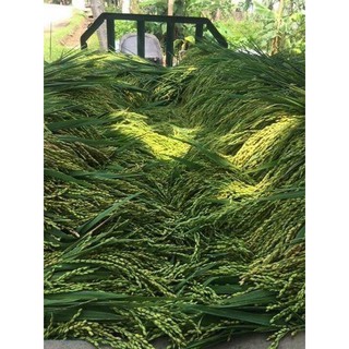 Cốm non Tây Bắc, 1 kg
