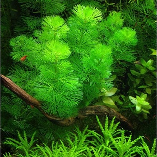3 Nhánh rong La Hán - Cây thủy sinh không cần co2- Phụ kiện thủy sinh