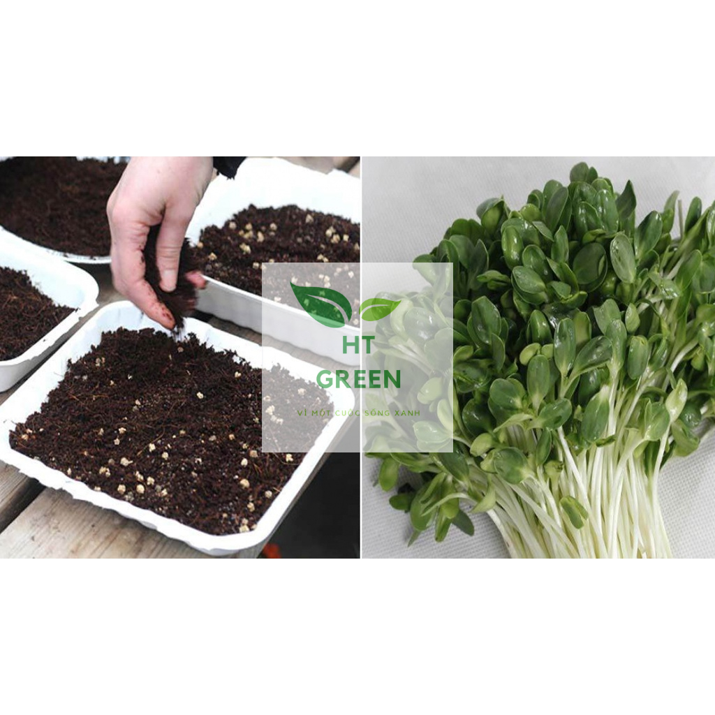 Mụn xơ dừa mịn đã qua xử lý thích hợp làm giá thể, ươm mầm cây, hạt giống, trồng rau mầm