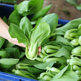 1 Lạng hạt giống rau cải chip