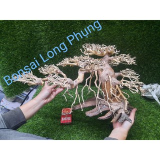 Lũa Bonsai hồ cá dáng Nghiên  N60cm,C30cm.
