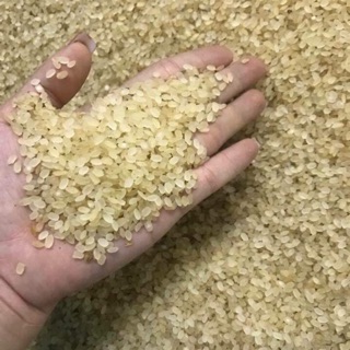 Gạo khảu hang - lúa nếp non tú lệ
