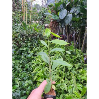 Combo 10 Cây Dó Bầu (Trầm Hương)