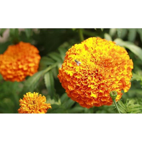 Hạt Giống Hoa Vạn Thọ Thái F1 Cao Màu Cam Đỏ - Gói 20 Hạt