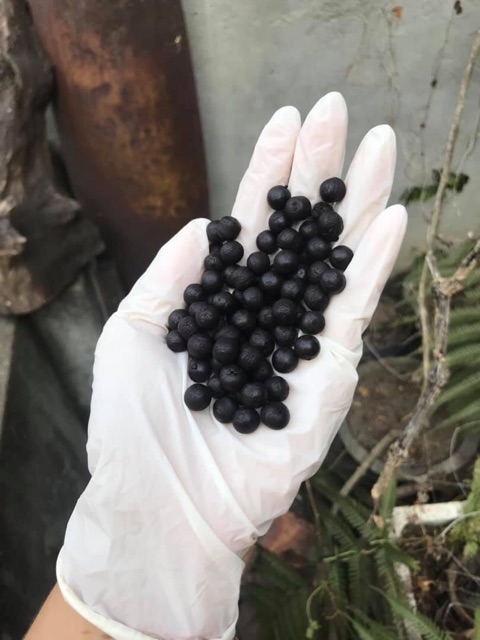 Viên hà thủ ô đỏ mật ong rừng | BigBuy360 - bigbuy360.vn