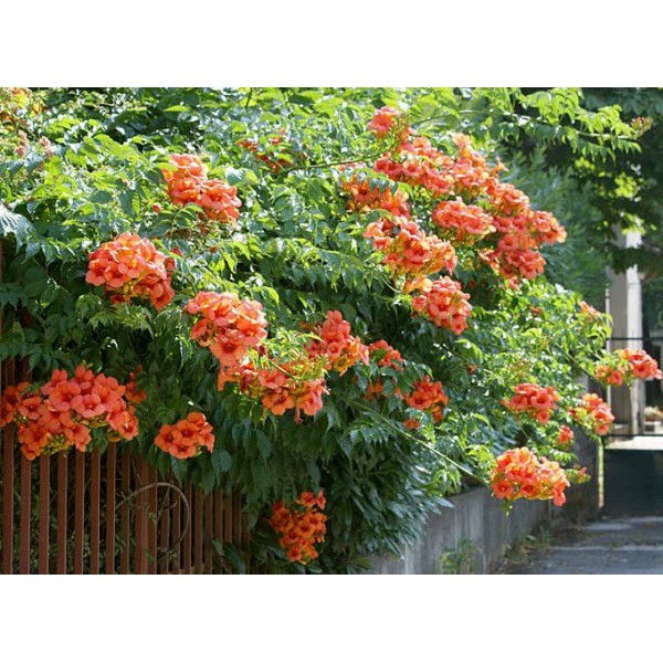 Cây đăng tiêu leo giàn chống nắng - Cây leo có hoa chùm - Campsis grandiflora - Trang Flower