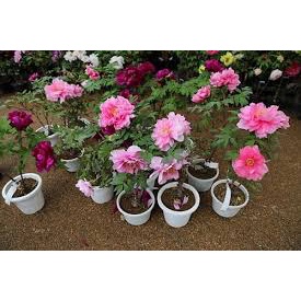 Hạt Giống Hoa Mẫu Đơn F1Hoa Nở Siêu Đẹp & Dễ Trồng-Tổng kho hạt giống giá rẻ