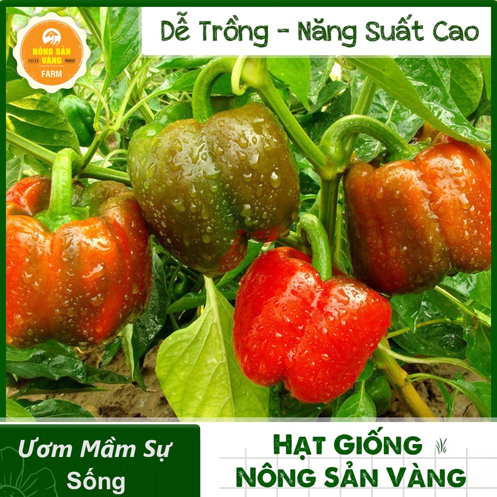 Hạt giống Ớt Chuông Ngọt Nhiều Màu ( Gói 40 hạt ) - Nông Sản Vàng